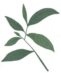 les feuilles de tea tree arbre à thé